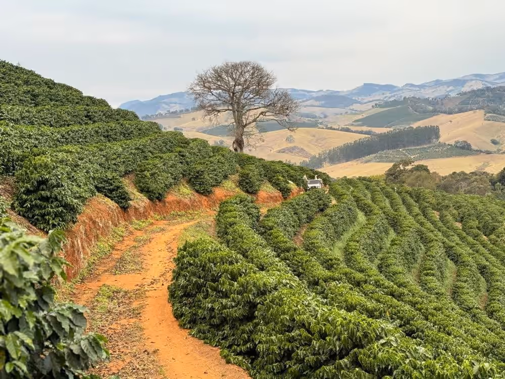 Premium green coffee beans sourced globally by Anthem Coffee Imports, a US specialty coffee importer for roasters