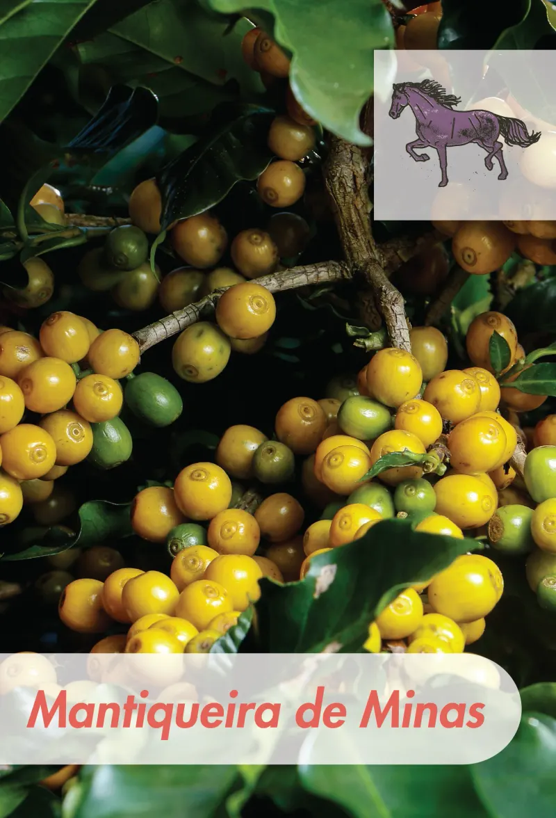 Brazil - Alter Real - FN/PN Blend-  Screen 15+