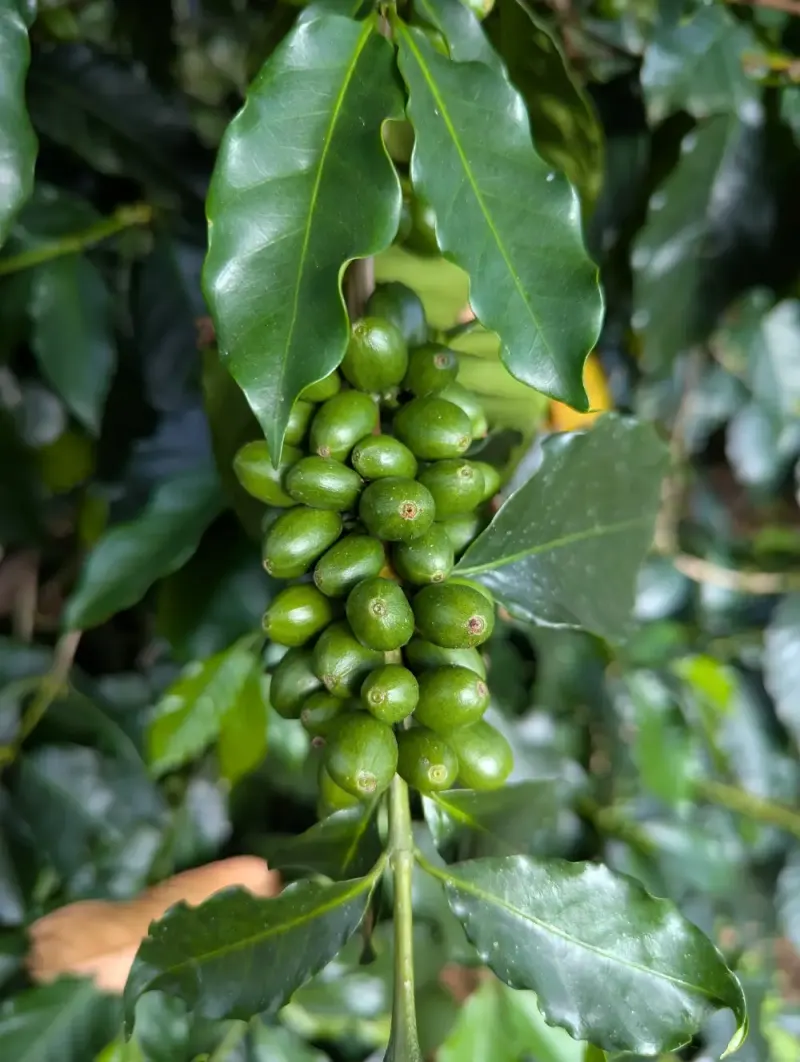 Colombia - Aurora - Washed - Quindio - 25 lb Box