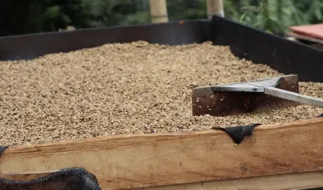 Colombia - Finca La Sirena - Osmotic Dehydration/Banana Sweet 12 KG