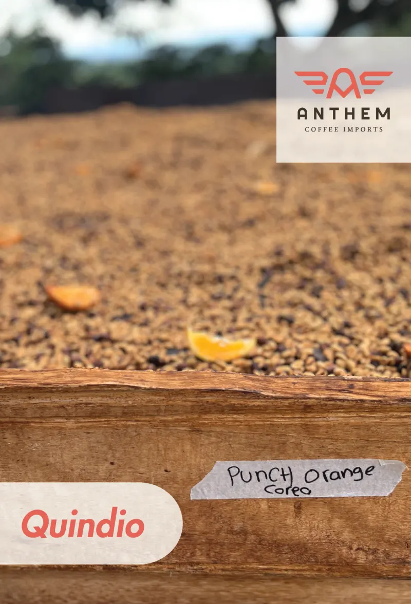 Colombia - Finca La Sirena - Osmotic Dehydration/Apricot 12 KG