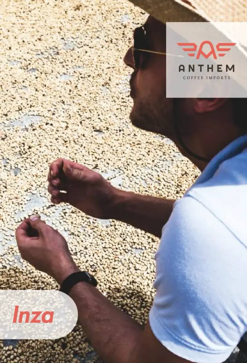 Colombia - Inza - Washed - Regional Blend - 25 lb Box