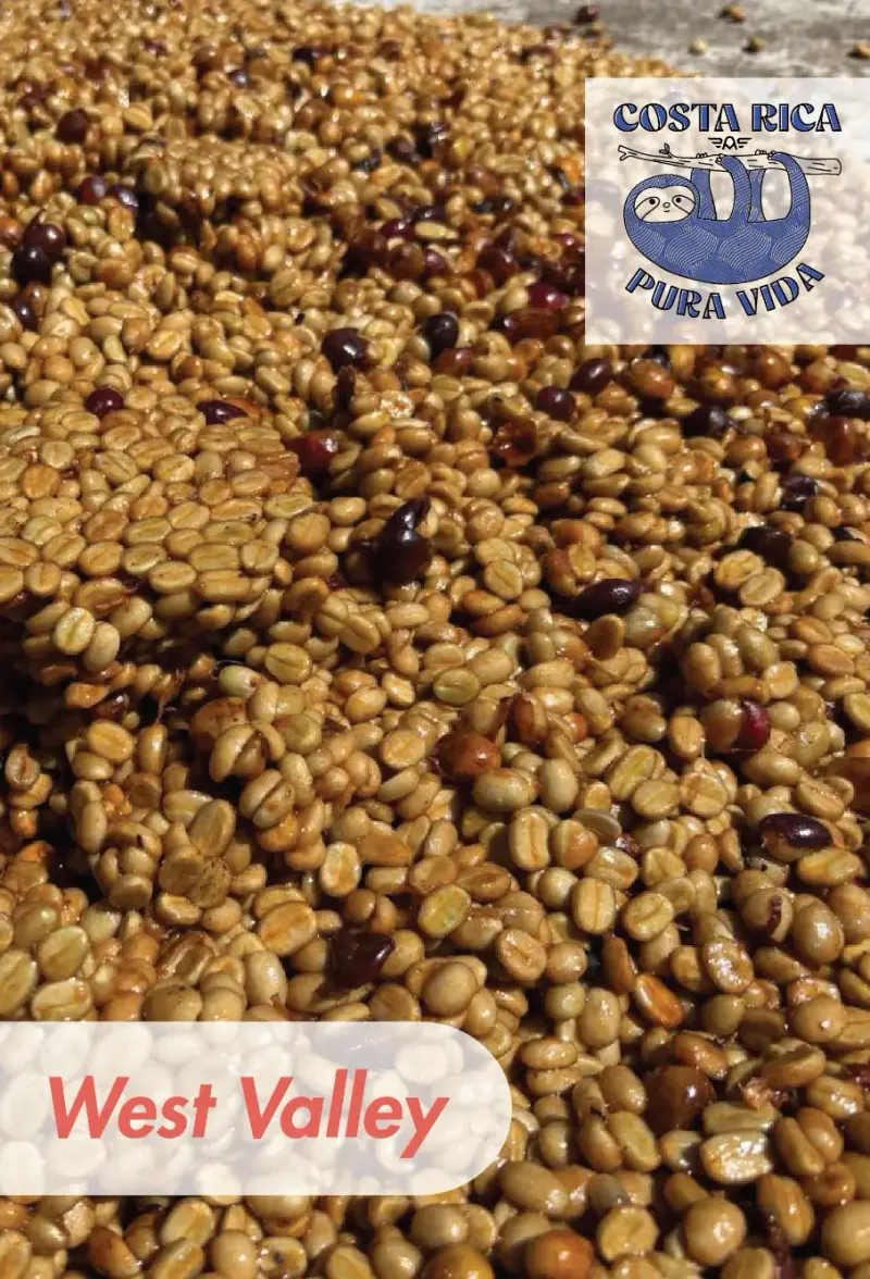 Costa Rica - Cerro del Gato - Villa Sarchi - Honey - 25 lb Box