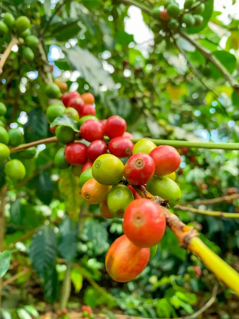 Costa Rica - Sugar Rush - Mango Jam