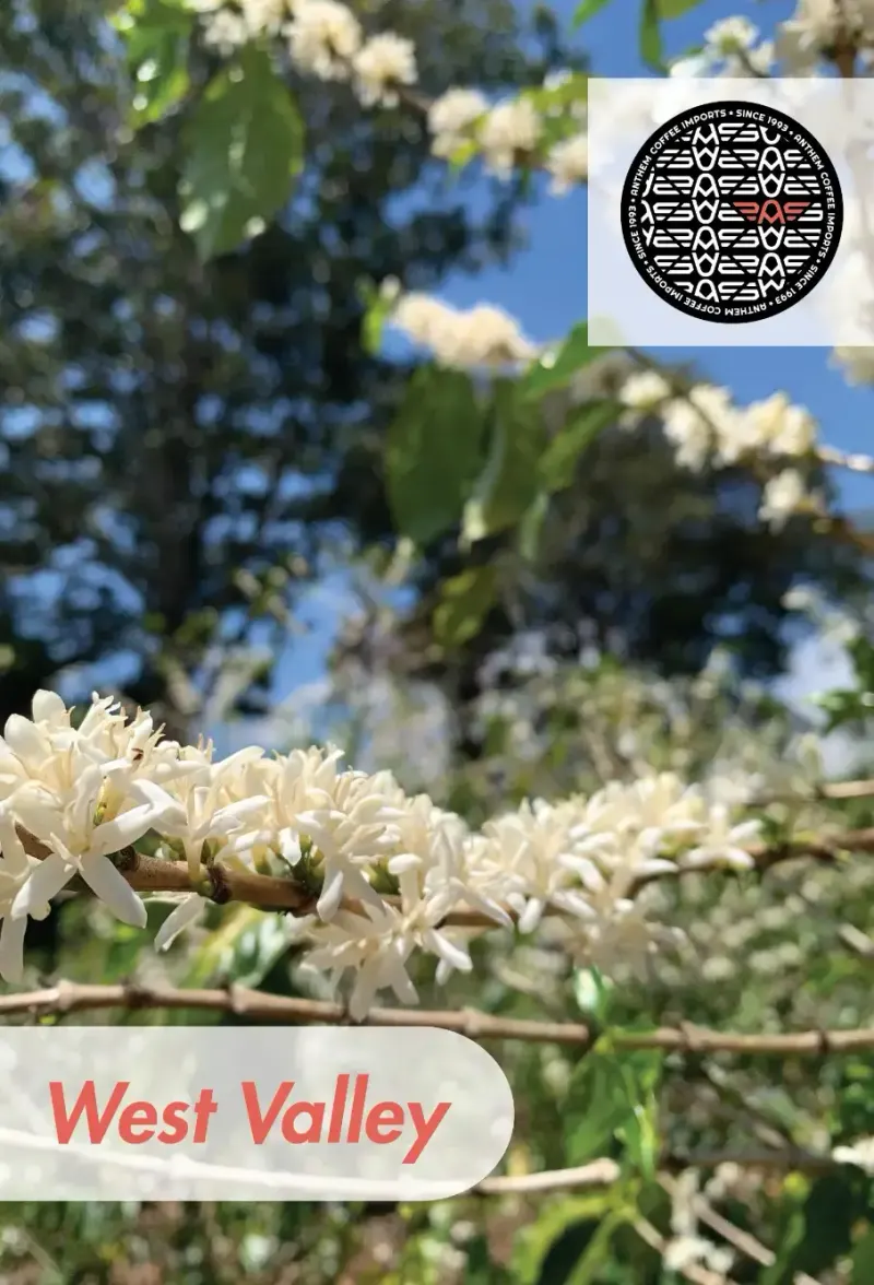 Costa Rica - West Valley - SHB EP - 25 lb Box
