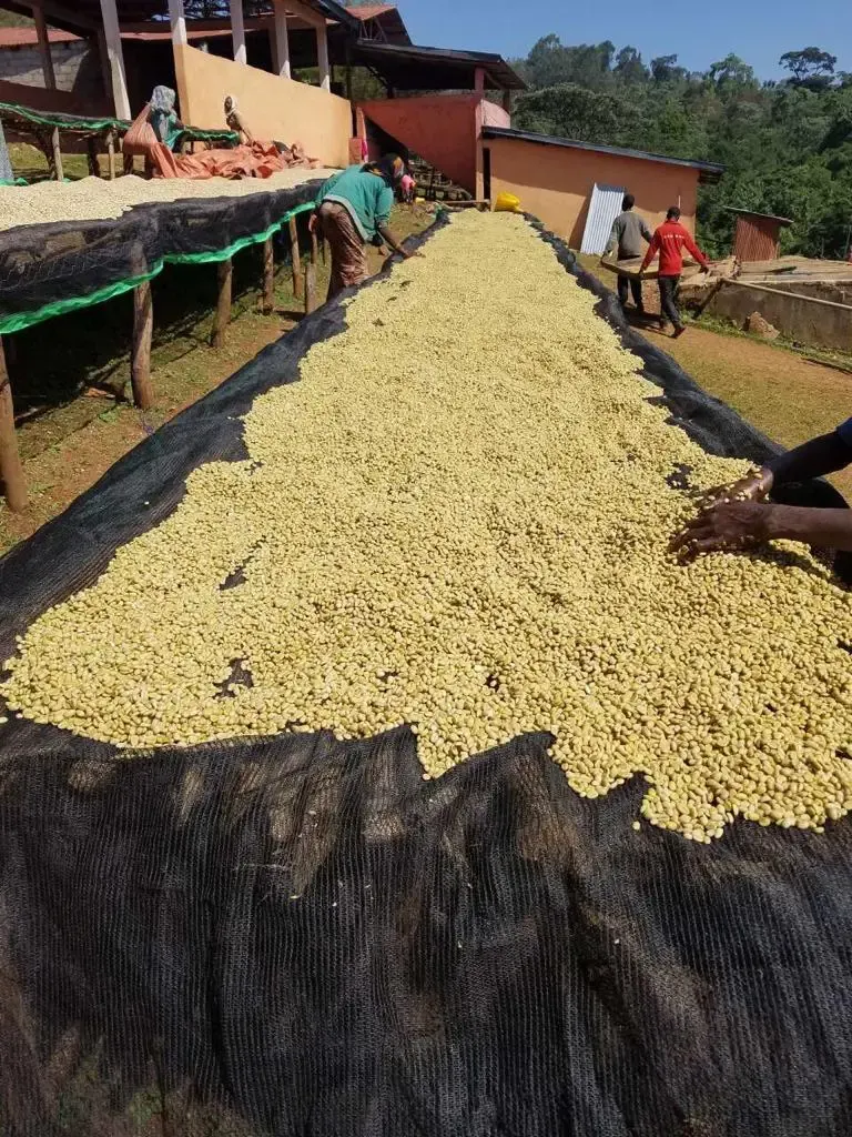 Ethiopia - Guji - Gerba Dogo - Grade 1 - Washed