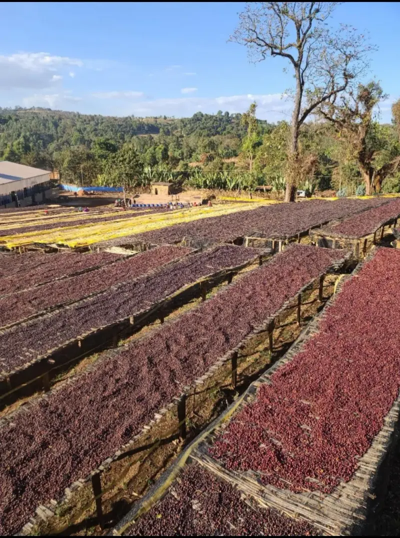 Ethiopia - Guji - Goro Bedessa - Grade 2 - Natural