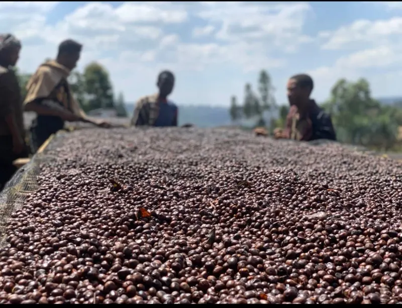 Ethiopia - Guji - Hambela Wamena - Grade 2 - Natural