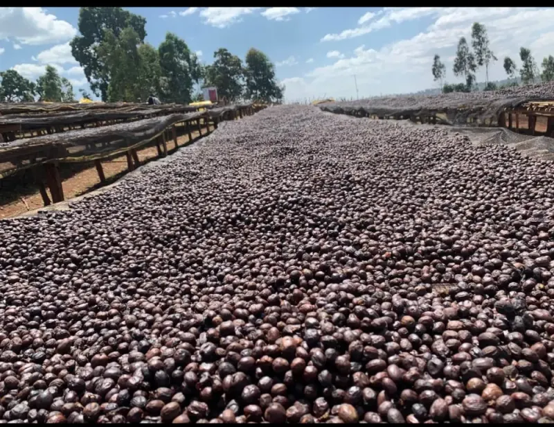 Ethiopia - Yirgacheffe  - Grade 1 - Natural