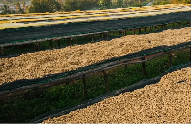 Ethiopia - Yirgacheffe - Grade 2 - Washed - 25 lb Box