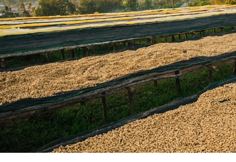 Ethiopia - Yirgacheffe - Grade 2 - Washed