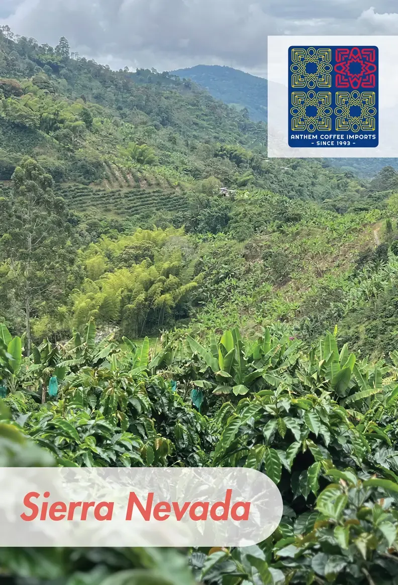Colombia - Sierra Nevada - Washed Excelso EP - 60 KG Bags