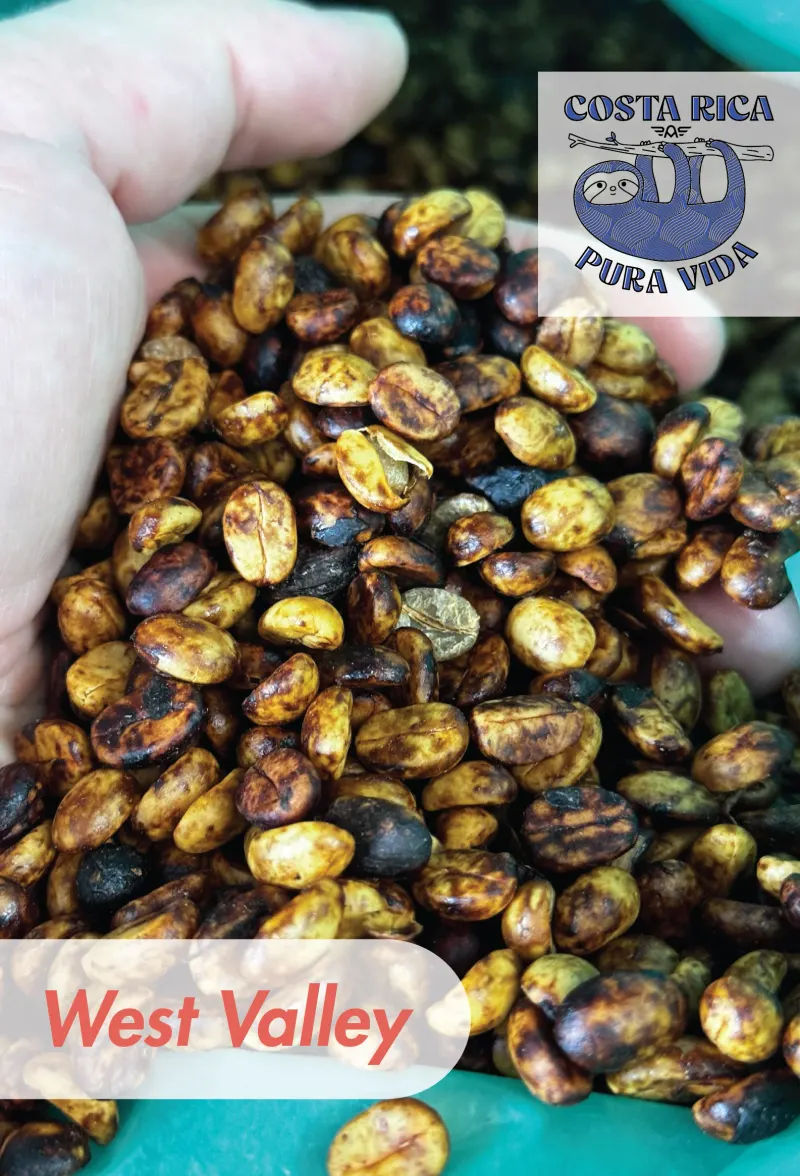 Costa Rica - Finca Badilla - Black Honey