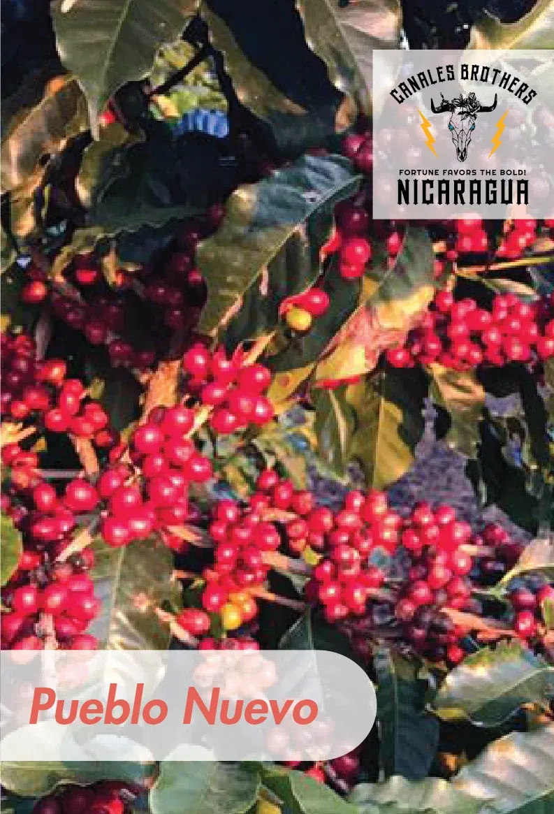 Nicaragua - Finca Los Delirios - Washed - Hermanos Canales - 25 lb Box