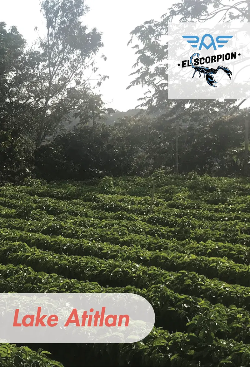 Guatemala - Blue El Scorpion - Washed - Lake Atitlan - 25lb Box