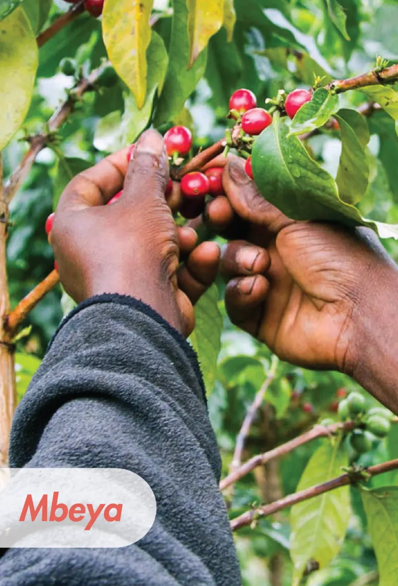 Kenya - AB