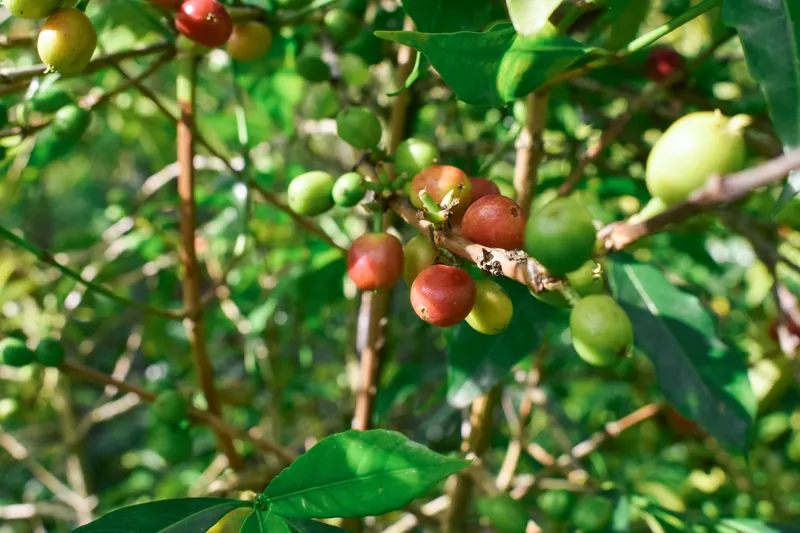 Ethiopia - Lekempti - Natural - Grade 4