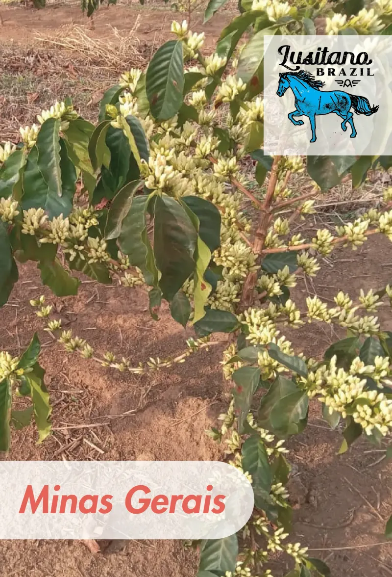 Brazil - Lusitano - Full Natural - 16+