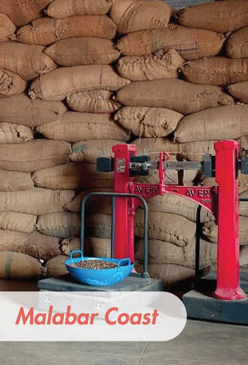 India - Monsooned Malabar AA