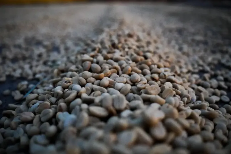 Panama - Boquete - Boutet Estate - Washed - Geisha