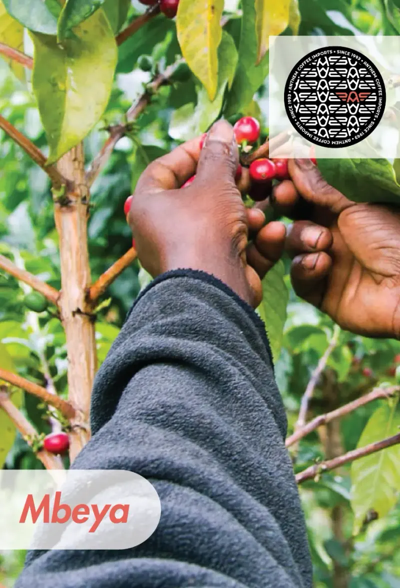 Tanzania - Peaberry - 25 lb Box