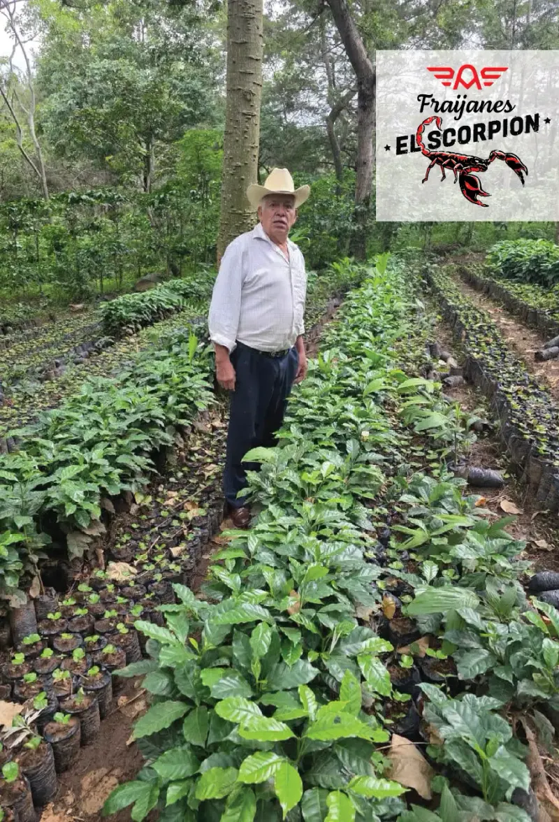 Guatemala - Red El Scorpion - Finca Tulam - Joaquin Guzman