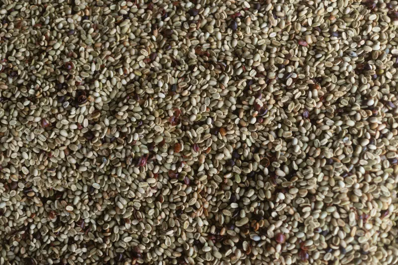 Nicaragua - Sabio Farms - Flor Y Nata - Washed