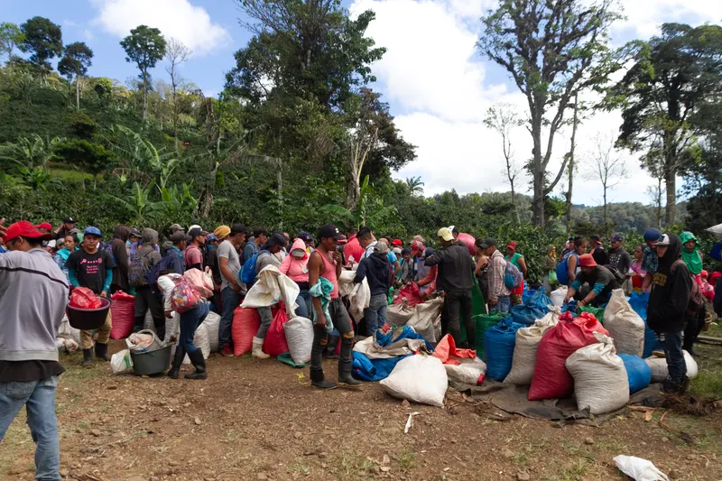 Nicaragua - Sabio Farms - Washed - Bonanza