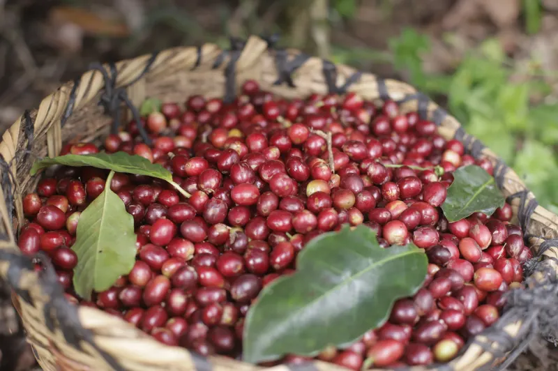Nicaragua - Sabio Farms - Villa Sarchi Anaerobic Washed