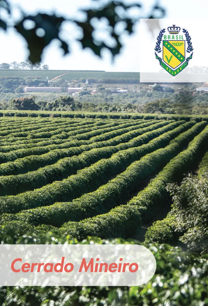Brazil - Fazenda Veloso - 17/18 - SSFC