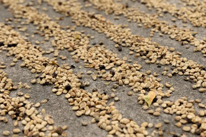 Venezuela - Grade 1 - Arabica